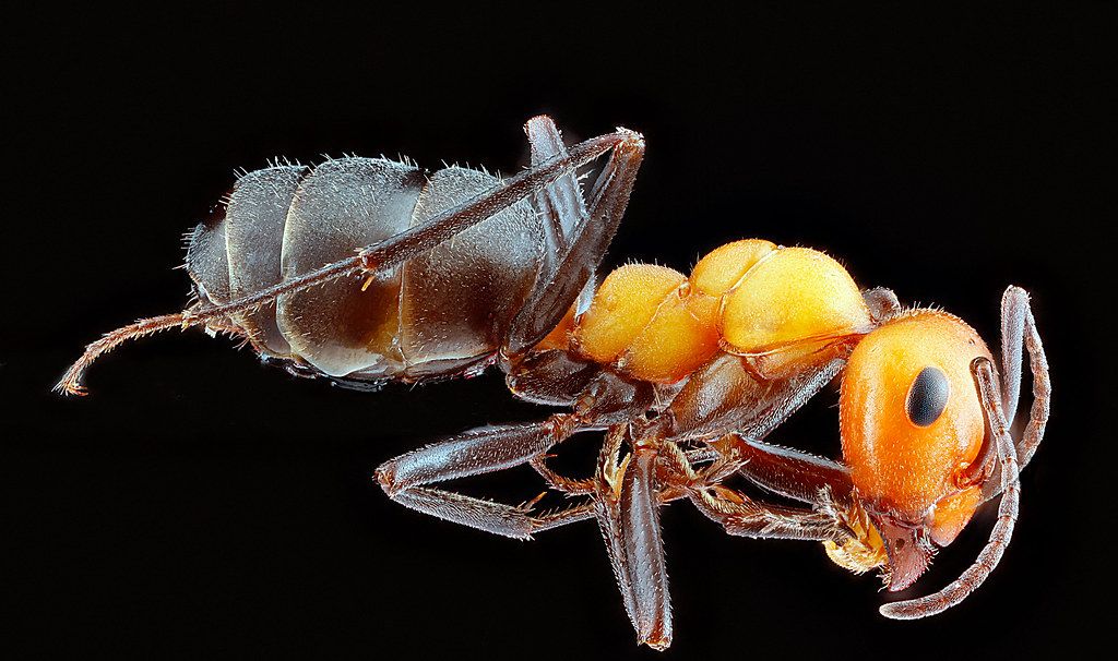 Ant Control service in Lancaster, CA