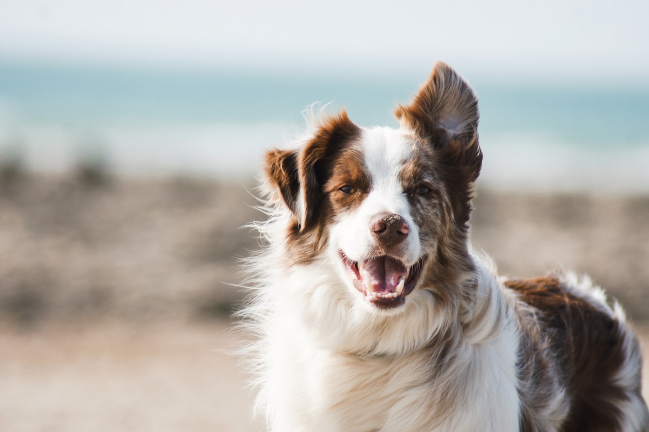 Flea & Tick Control service in Lancaster, CA