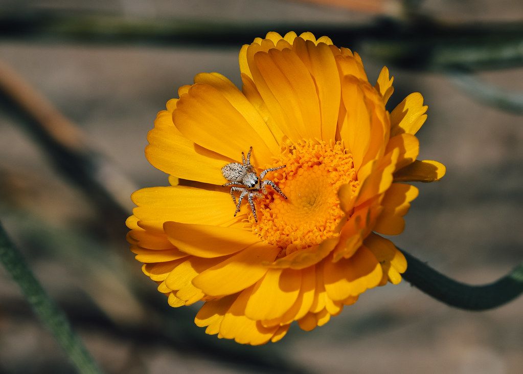 Spider Control service in Lancaster, CA